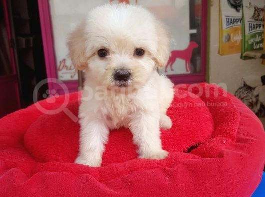 60 Günlük Orijinal Maltipoo Yavru görsel