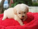 60 Günlük Orijinal Maltipoo Yavru