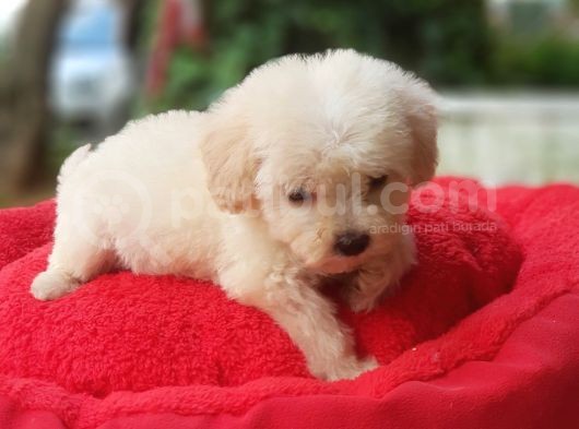60 Günlük Orijinal Maltipoo Yavru görsel