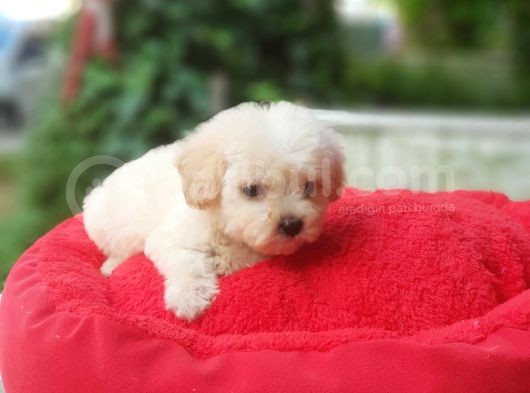 60 Günlük Orijinal Maltipoo Yavru
