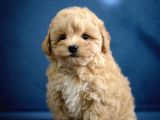 Safkan Maltipoo Arayanlara