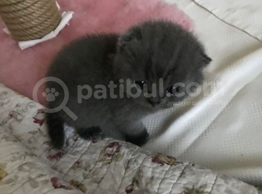 2 Aylık Yavru British görsel