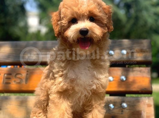Kendi Üretimimiz Safkan Maltipoo Yavrularımız görsel