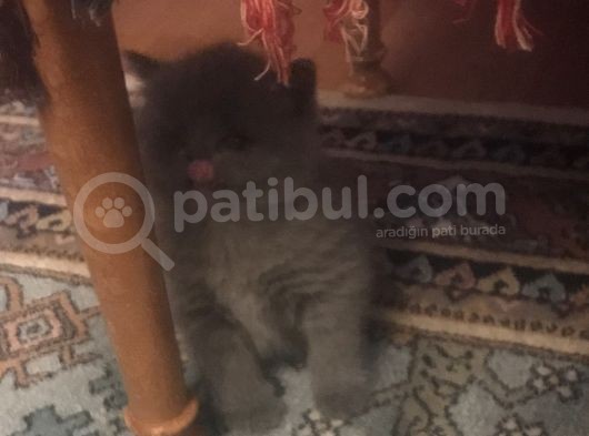 2 Aylık Yavru British görsel