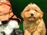 Safkan Anne Babaya Sahi̇p F1 Malti̇poo Yavrumuz
