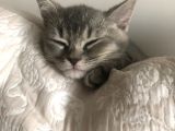 Oyuncu British Erkek Yavru Kedi