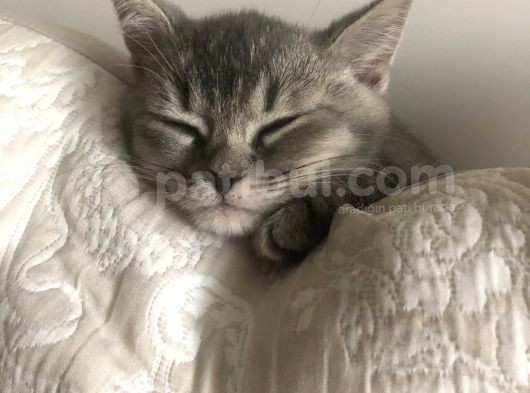 Oyuncu British Erkek Yavru Kedi görsel