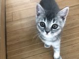 Oyuncu British Erkek Yavru Kedi