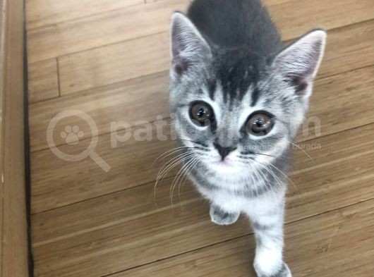 Oyuncu British Erkek Yavru Kedi görsel
