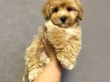 Irkının En İyisi Maltipoo Yavrularımız