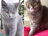 Oyuncu British Erkek Yavru Kedi