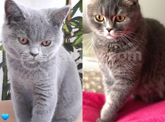 Oyuncu British Erkek Yavru Kedi görsel