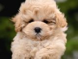 Safkan Sağlık Garantili F1 Maltipoo Yavrularımız