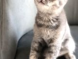 Oyuncu British Erkek Yavru Kedi