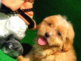 Safkan Anne Babaya Sahi̇p F1 Malti̇poo Yavrumuz