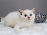 Red Point Erkek British Shorthair