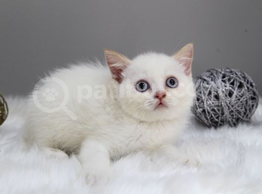 Red Point Erkek British Shorthair görsel
