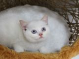 Red Point Erkek British Shorthair