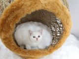 Red Point Erkek British Shorthair