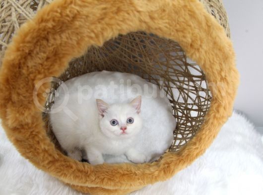 Red Point Erkek British Shorthair görsel