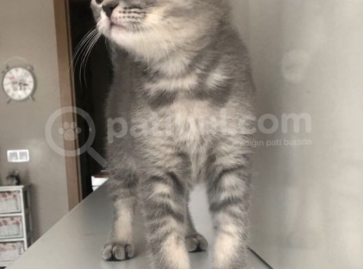 Oyuncu British Erkek Yavru Kedi görsel