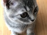 Oyuncu British Erkek Yavru Kedi