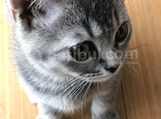 Oyuncu British Erkek Yavru Kedi görsel