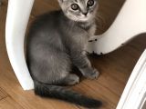 Oyuncu British Erkek Yavru Kedi