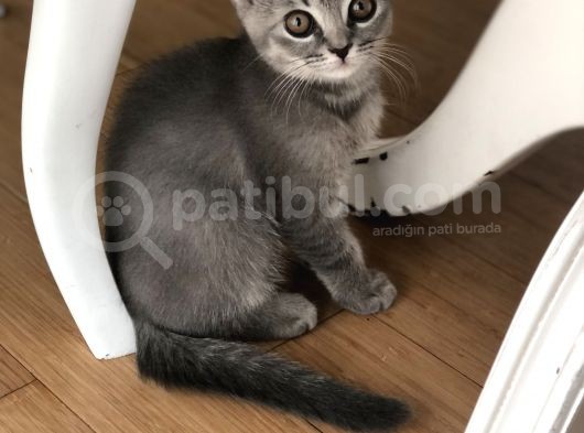 Oyuncu British Erkek Yavru Kedi görsel