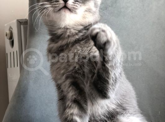 Oyuncu British Erkek Yavru Kedi görsel