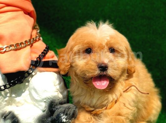 Safkan Anne Babaya Sahi̇p F1 Malti̇poo Yavrumuz görsel