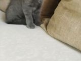 British Gri Dişi Kedi