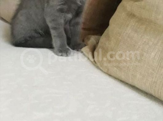 British Gri Dişi Kedi