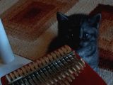 2 Aylık British Shorthair Yavru Kediler