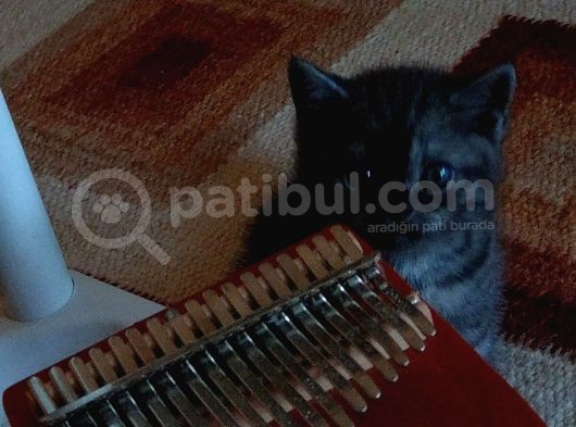 2 Aylık British Shorthair Yavru Kediler