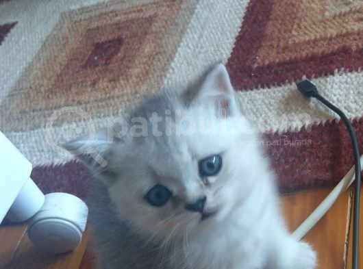 2 Aylık British Shorthair Yavru Kediler görsel