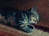 2 Aylık British Shorthair Yavru Kediler
