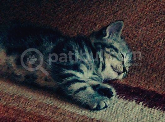 2 Aylık British Shorthair Yavru Kediler görsel