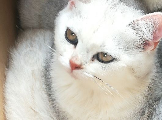 Yakişikli Torunlarim görsel