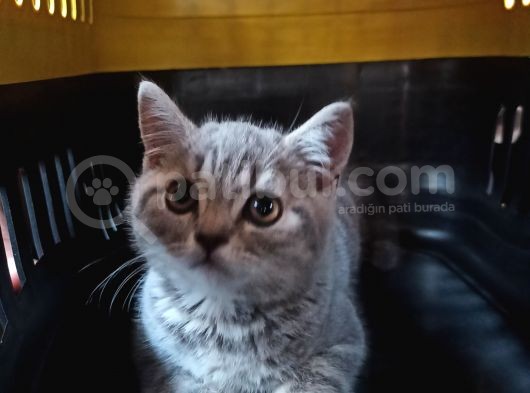2.5 Aylık Erkek Yavrumuz görsel