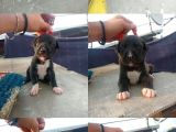 Yavru Pitbull Bursa
