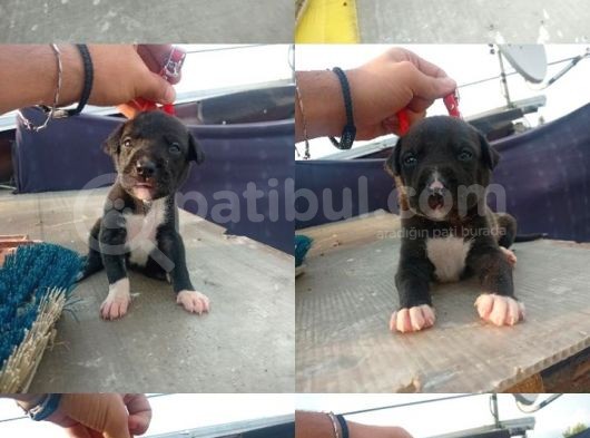 Yavru Pitbull Bursa