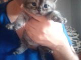 2 Aylık British Shorthair Yavru Kediler