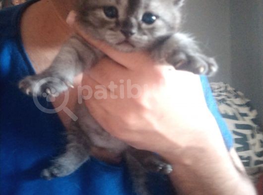 2 Aylık British Shorthair Yavru Kediler görsel