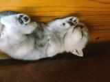 2 Aylık British Shorthair Yavru Kediler