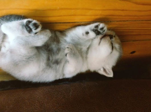 2 Aylık British Shorthair Yavru Kediler görsel