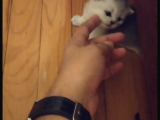 2 Aylık British Shorthair Yavru Kediler