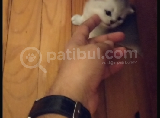 2 Aylık British Shorthair Yavru Kediler görsel