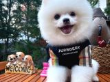 Yaşıtlarının En İyisi Erkek Ve 5.5 Aylık Pomeranian Yavrusu