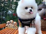 Yaşıtlarının En İyisi Erkek Ve 5.5 Aylık Pomeranian Yavrusu